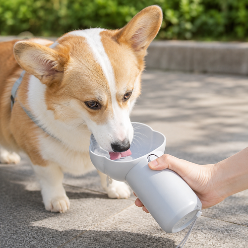 Dog hydration